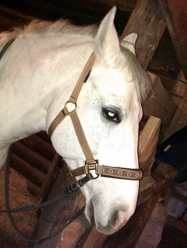 IMAG0062.jpg1.jpg"%20height="800"%20width="602